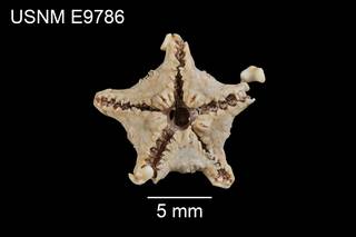 To NMNH Extant Collection (Albatrossaster nudus USNM E9786 - ventral)