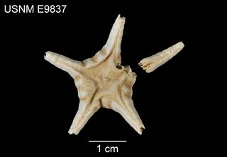 To NMNH Extant Collection (Styracaster paucispinus USNM E9837 - dorsal)