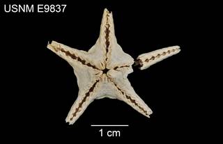 To NMNH Extant Collection (Styracaster paucispinus USNM E9837 - ventral)