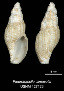 To NMNH Extant Collection (IZ MOL 127123 Pleurotomella climacella Holotype)