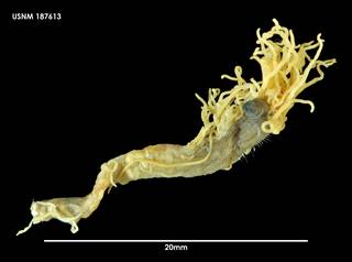 To NMNH Extant Collection (Cirriformia nasuta (1) 187613)