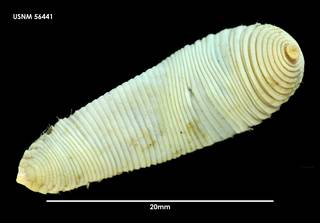 To NMNH Extant Collection (Travisia antarctica (1) 56441)