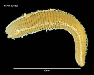 To NMNH Extant Collection (Pareurythoe chilensis 139201)
