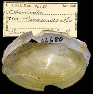 To NMNH Extant Collection (IZ MOL 86680 Anodonta texasensis Holotype)