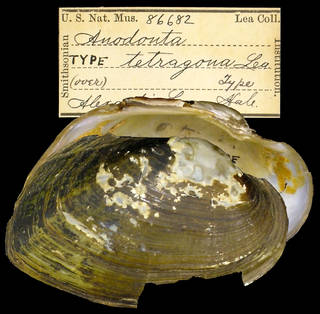 To NMNH Extant Collection (IZ MOL 86682 Anodonta tetragona Holotype)