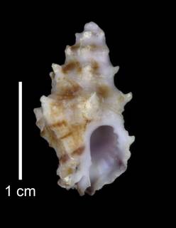To NMNH Extant Collection (IZ MOL 880264 Holotype Shell)