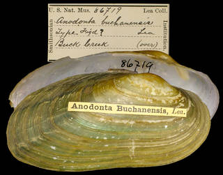 To NMNH Extant Collection (IZ MOL 86719 Anodonta buchanensis Type)