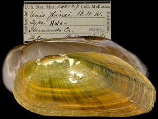 To NMNH Extant Collection (IZ MOL 150127 Unio pinei Holotype)