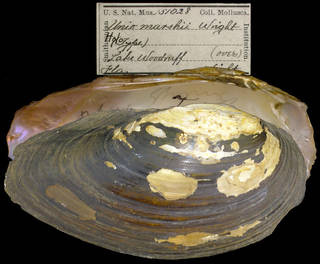 To NMNH Extant Collection (IZ MOL 151028 Unio marshii Holotype)