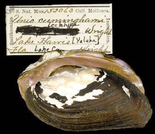 To NMNH Extant Collection (IZ MOL 152063 Unio cunninghami Lectotype)