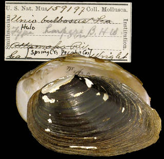 To NMNH Extant Collection (IZ MOL 159197 Unio harperi Holotype)