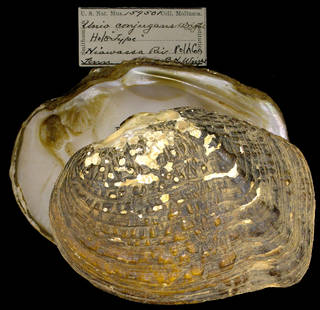 To NMNH Extant Collection (IZ MOL 159501 Unio conjugans Holotype)