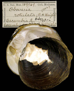 To NMNH Extant Collection (IZ MOL 159969 Unio rotulatus Holotype)