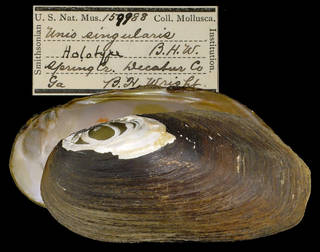 To NMNH Extant Collection (IZ MOL 159988 Unio singularis Holotype)