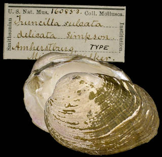 To NMNH Extant Collection (IZ MOL 160853 Truncilla sulcata delicata Holotype)