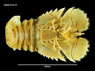 To NMNH Extant Collection (Ibacus alticrenatus (1) 213119)