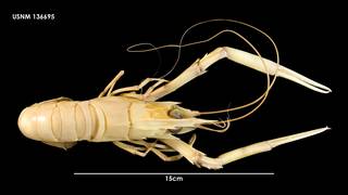 To NMNH Extant Collection (Nephrops challengeri 136695)