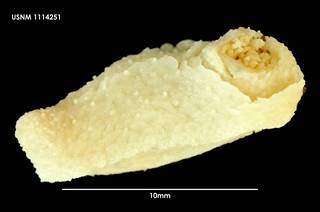 To NMNH Extant Collection (Psolidium dorsipes (1) 1114251)