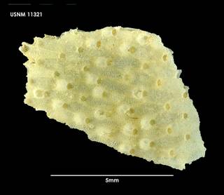 To NMNH Extant Collection (Emballotheca contortuplicata (1) 11321)