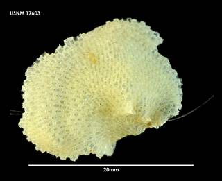 To NMNH Extant Collection (Smittoidea albula 17603)