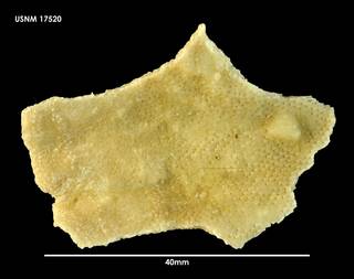 To NMNH Extant Collection (Thrypticocirrus phylactelloides (1) 17520)