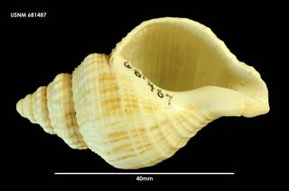 To NMNH Extant Collection (Austrofusus chathamensis (2) 681487)
