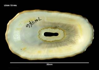 To NMNH Extant Collection (Fissurella crassa (1) 701446)