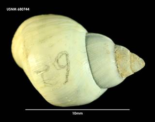 To NMNH Extant Collection (Nodilittorina fernandezensis 680744)