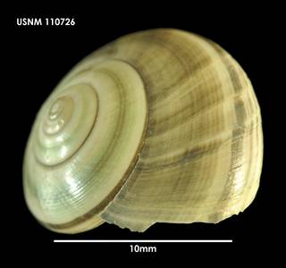 To NMNH Extant Collection (Photinula coerulescens (2) 110726)
