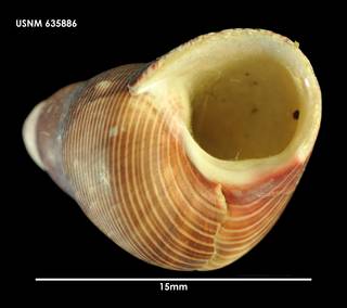 To NMNH Extant Collection (Cantharidus Plumbelenchus capillaceus (3) 635886)
