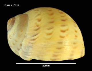 To NMNH Extant Collection (Tanea zelandica, lateral view 610516)