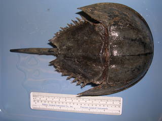 To NMNH Extant Collection (Limulus polyphemus USNM 43145; Whole Animal, Dorsal)