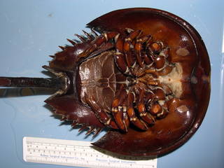 To NMNH Extant Collection (Limulus polyphemus USNM 43145; Whole Animal, Ventral)