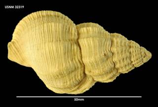 To NMNH Extant Collection (Argobuccinum Priene scabrum (1) 32319)