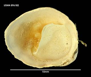 To NMNH Extant Collection (Crepipatella dilatata (1) 896182)
