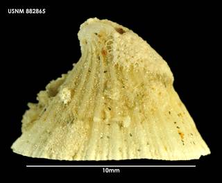 To NMNH Extant Collection (Puncturella noachina (1) 882865)