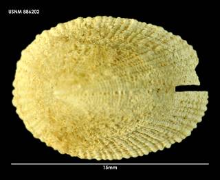 To NMNH Extant Collection (Emarginula striatula (1) 886202)