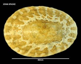 To NMNH Extant Collection (Nacella Patinigera magellanica (2) 896242)