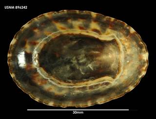 To NMNH Extant Collection (Nacella Patinigera magellanica (1) 896242)