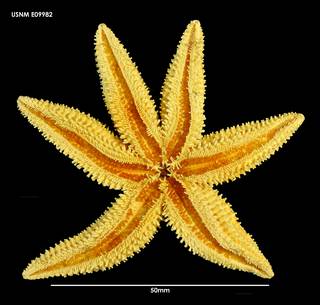To NMNH Extant Collection (Allostichaster insignis (1) E09982)
