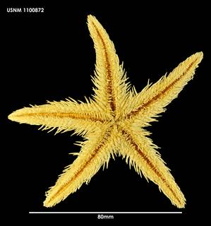 To NMNH Extant Collection (Astropecten polyacanthus (1) 1100872)