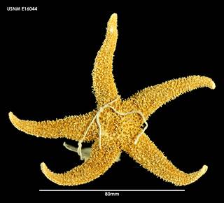 To NMNH Extant Collection (Anasterias pedicellaris (2) E16044)