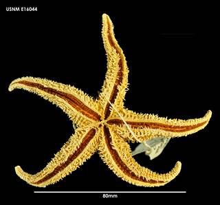 To NMNH Extant Collection (Anasterias pedicellaris (1) E16044)