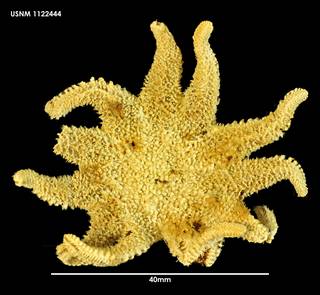To NMNH Extant Collection (Crossaster multispinus 1122444)