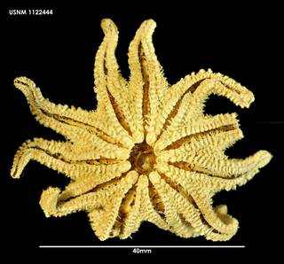 To NMNH Extant Collection (Crossaster multispinus (1) 1122444)