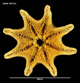To NMNH Extant Collection (Patiriella calcar (1) 1091516)