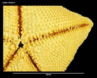 To NMNH Extant Collection (Patiriella regularis 1093214)