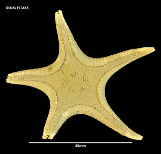 To NMNH Extant Collection (Pseudarchaster garricki, dorsal view)