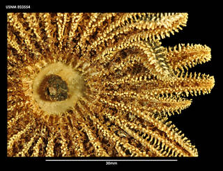 To NMNH Extant Collection (Heliaster helianthus, ventral close-up view)