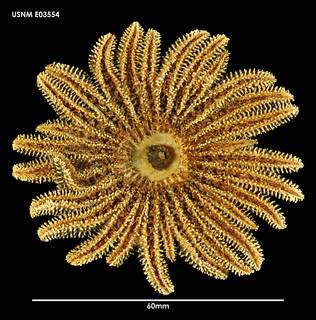 To NMNH Extant Collection (Heliaster helianthus (1) E03554)